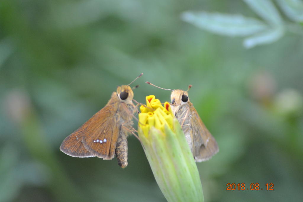 f:id:masatdm1951:20180813213628j:plain