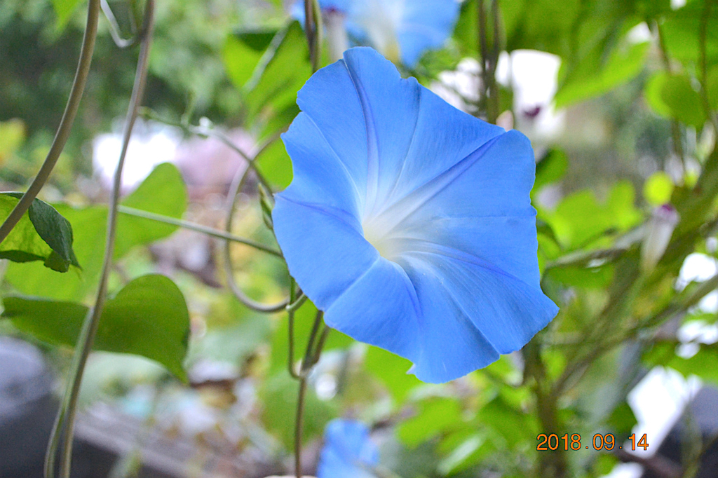 f:id:masatdm1951:20180914092058j:plain