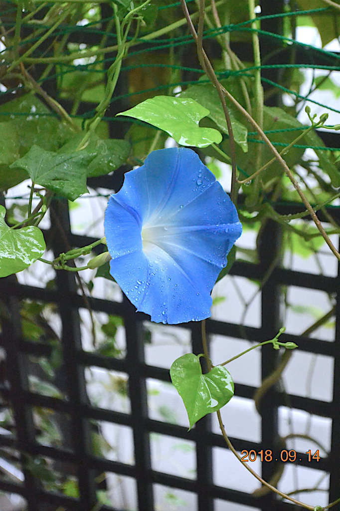 f:id:masatdm1951:20180914092101j:plain