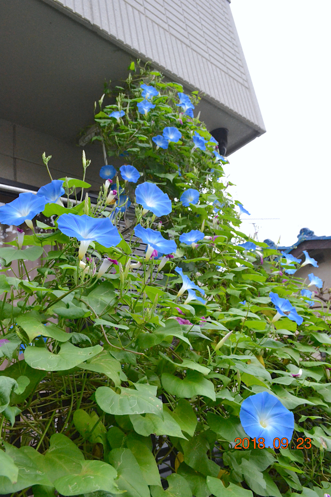 f:id:masatdm1951:20180923082057j:plain