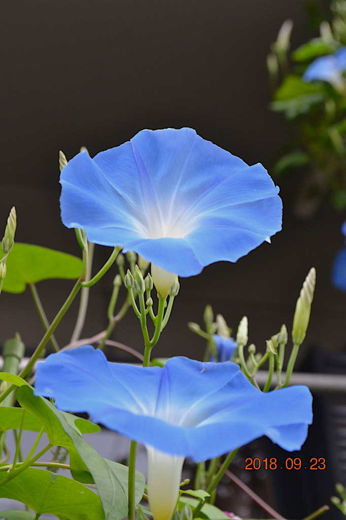 f:id:masatdm1951:20180923082103j:plain