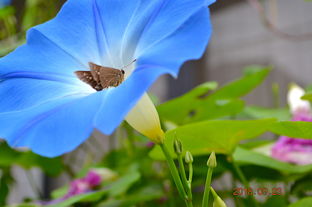 f:id:masatdm1951:20180923082117j:plain