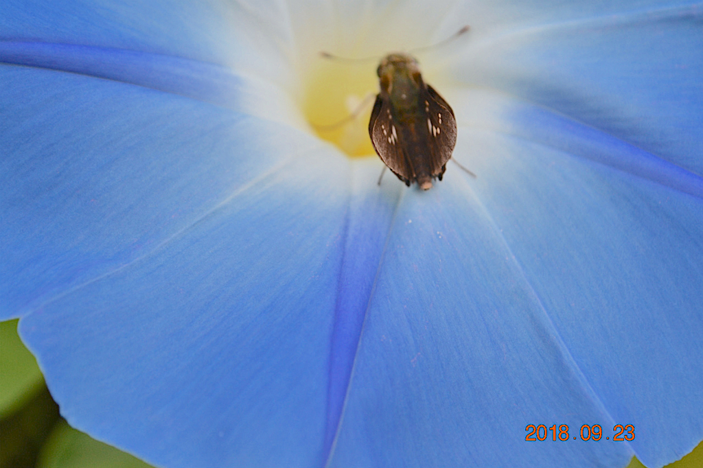 f:id:masatdm1951:20180923082120j:plain