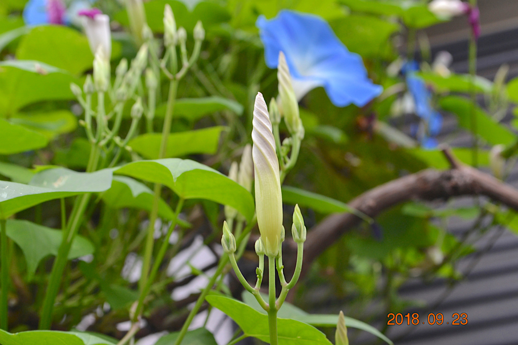 f:id:masatdm1951:20180923082126j:plain