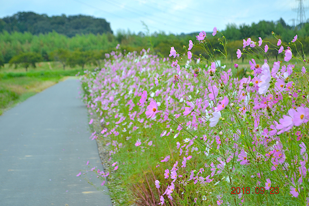 f:id:masatdm1951:20180923141228j:plain