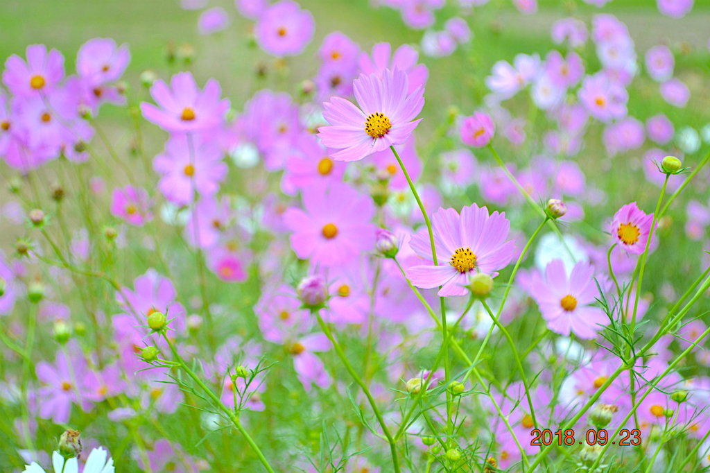 f:id:masatdm1951:20180923141248j:plain