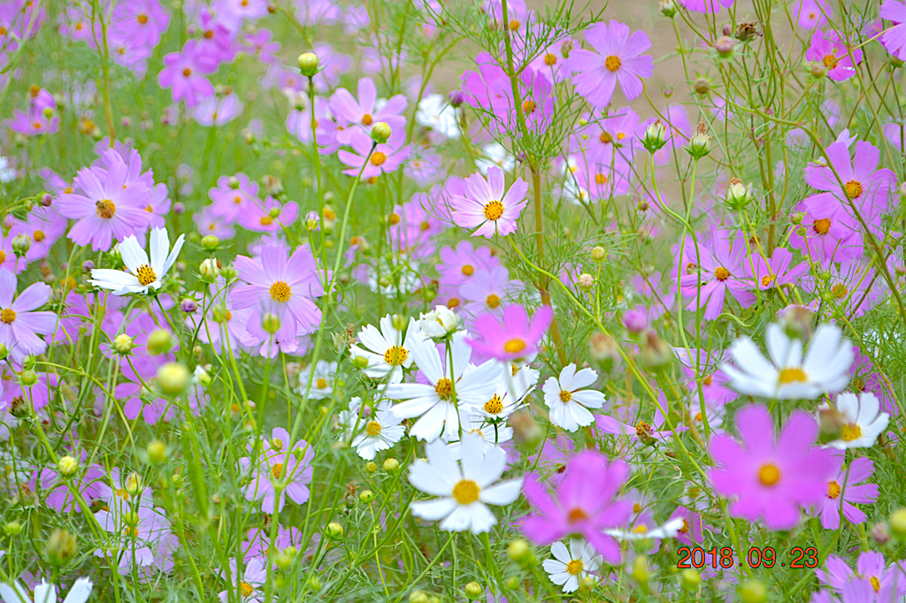 f:id:masatdm1951:20180923141251j:plain