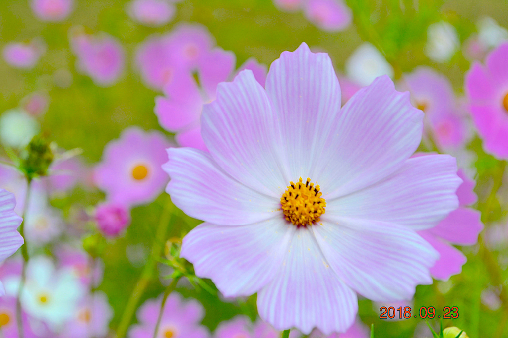 f:id:masatdm1951:20180923141257j:plain