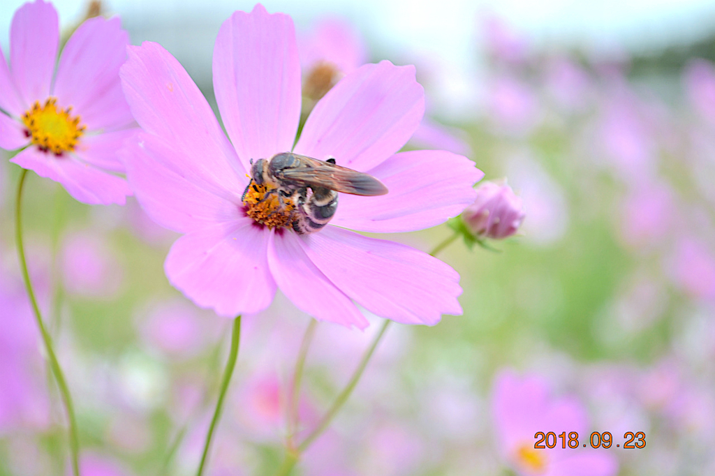 f:id:masatdm1951:20180923141307j:plain