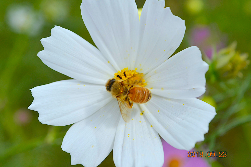 f:id:masatdm1951:20180923141316j:plain