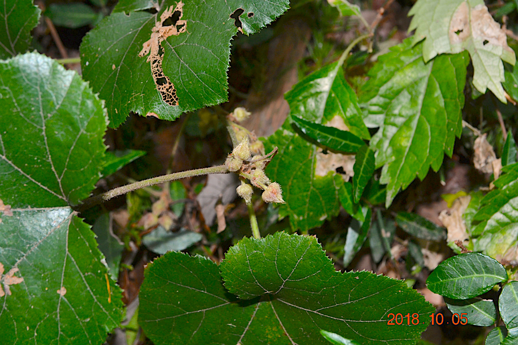 f:id:masatdm1951:20181005145413j:plain f:id:masatdm1951:20181005145413j:plain