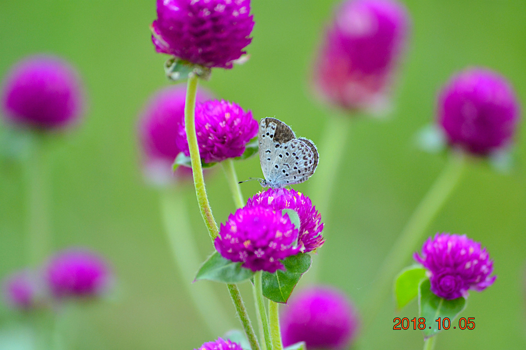 f:id:masatdm1951:20181005150146j:plain f:id:masatdm1951:20181005150146j:plain