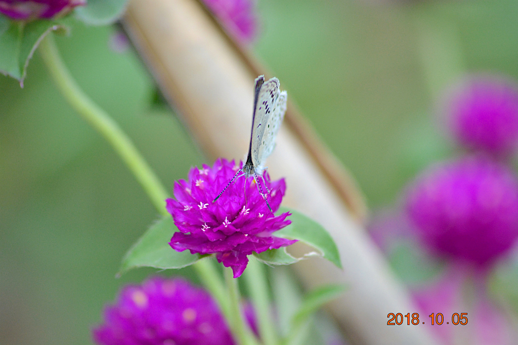f:id:masatdm1951:20181005150218j:plain f:id:masatdm1951:20181005150218j:plain