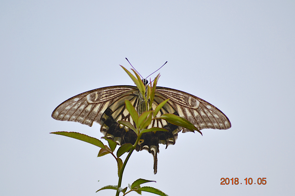 f:id:masatdm1951:20181005150234j:plain f:id:masatdm1951:20181005150234j:plain