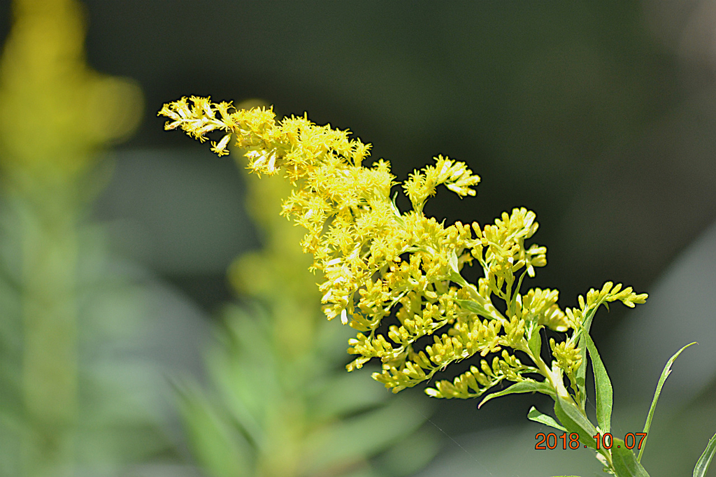 f:id:masatdm1951:20181007171408j:plain