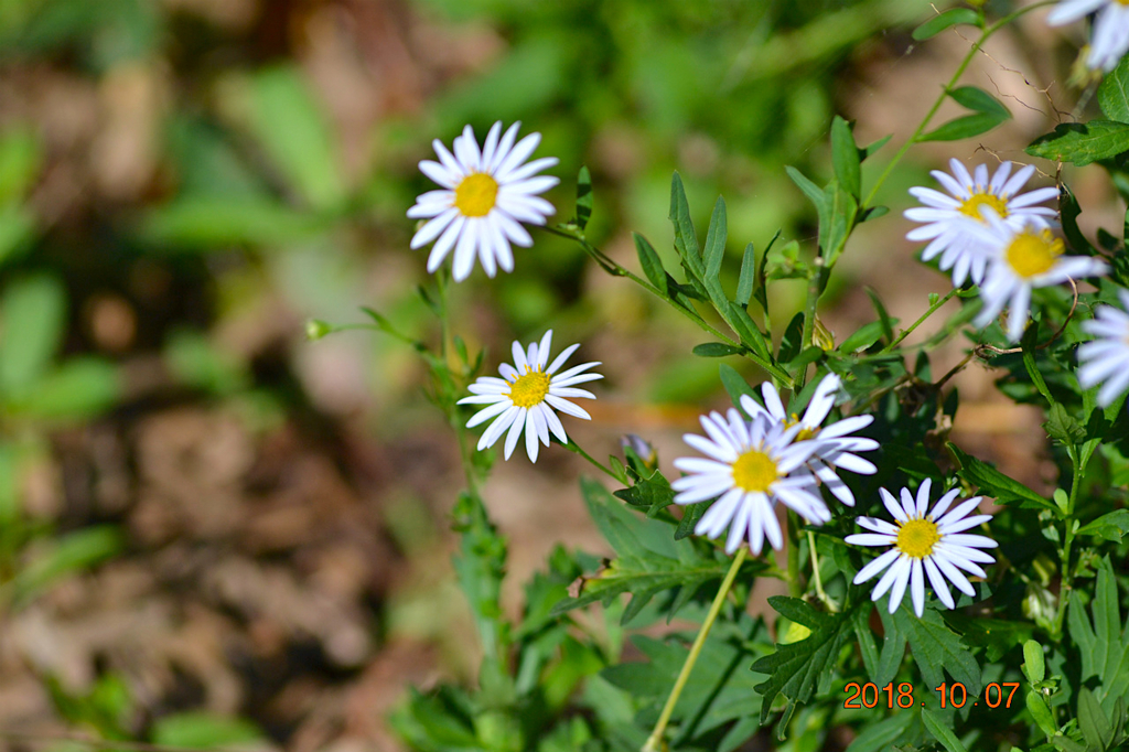 f:id:masatdm1951:20181007171740j:plain