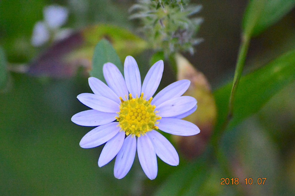 f:id:masatdm1951:20181007171815j:plain