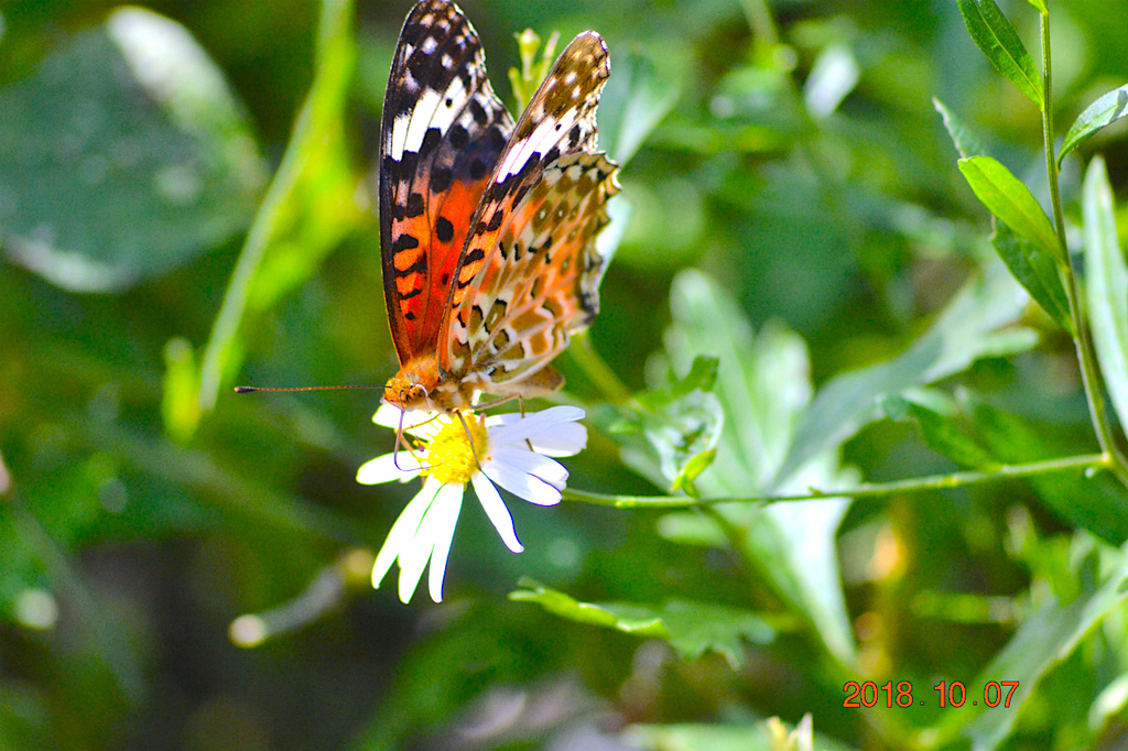 f:id:masatdm1951:20181007171910j:plain