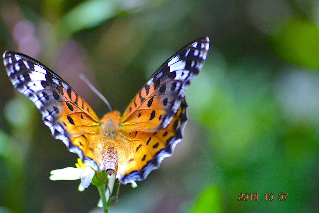 f:id:masatdm1951:20181007171921j:plain