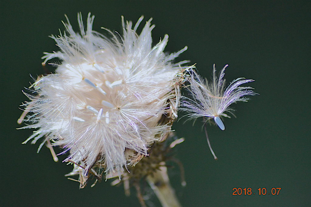 f:id:masatdm1951:20181007171925j:plain