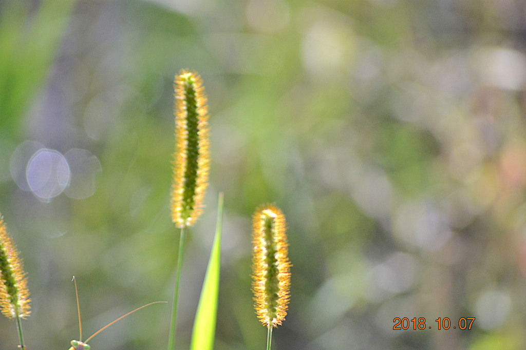 f:id:masatdm1951:20181007171932j:plain