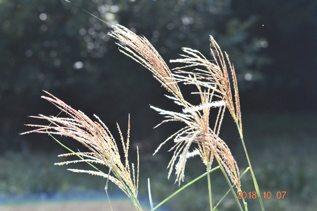 f:id:masatdm1951:20181007171947j:plain