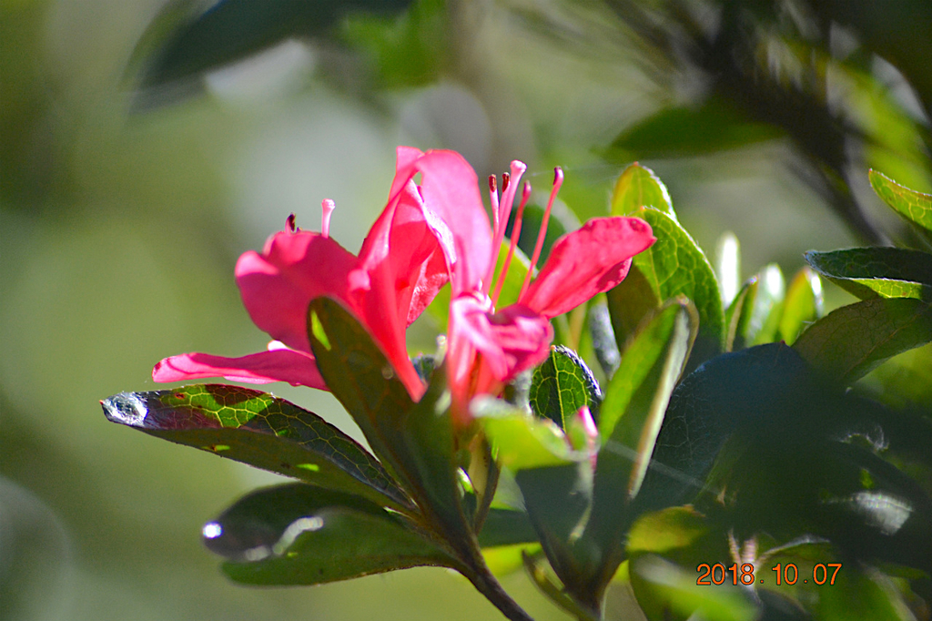 f:id:masatdm1951:20181007172006j:plain