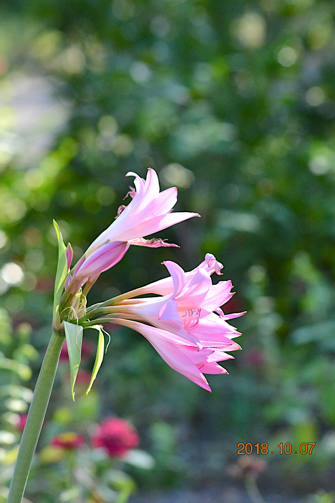 f:id:masatdm1951:20181007172113j:plain