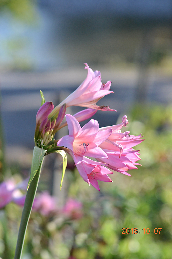 f:id:masatdm1951:20181007172118j:plain