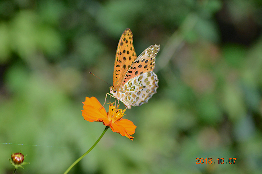 f:id:masatdm1951:20181007172216j:plain