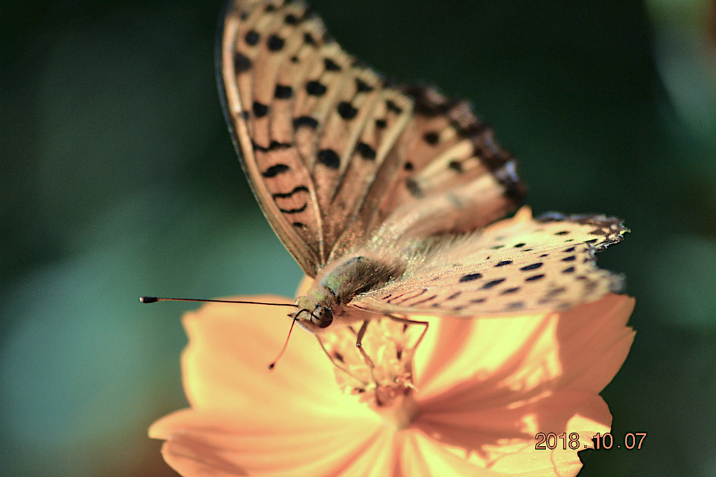 f:id:masatdm1951:20181007172238j:plain