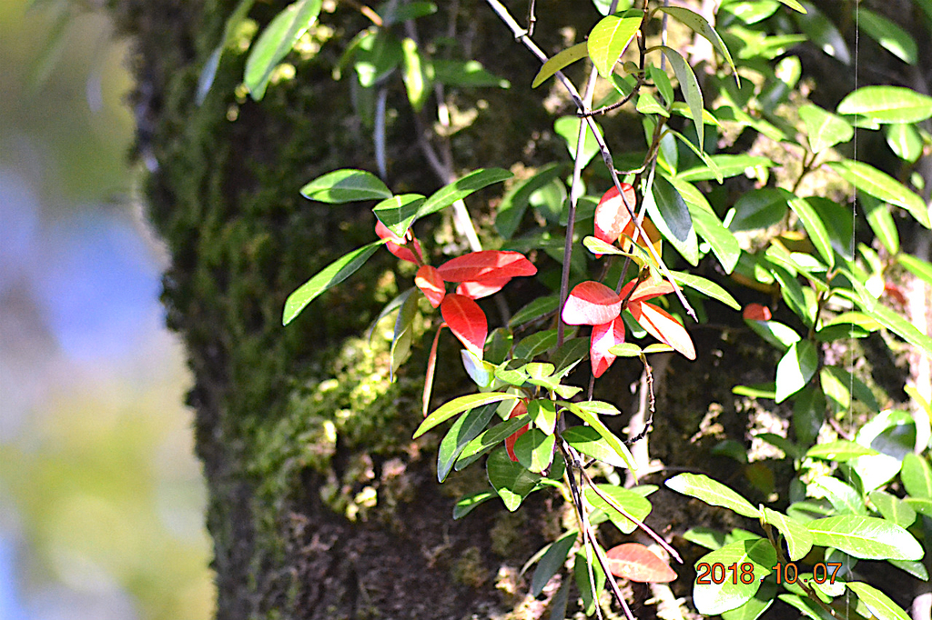 f:id:masatdm1951:20181007172308j:plain