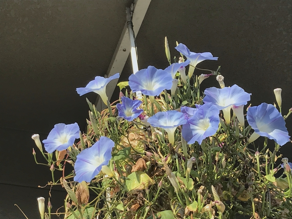 f:id:masatdm1951:20181103142237j:plain f:id:masatdm1951:20181103142237j:plain