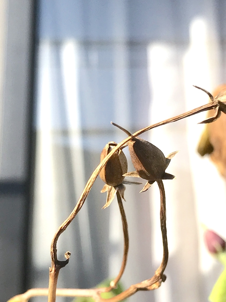 f:id:masatdm1951:20181103142313j:plain f:id:masatdm1951:20181103142313j:plain