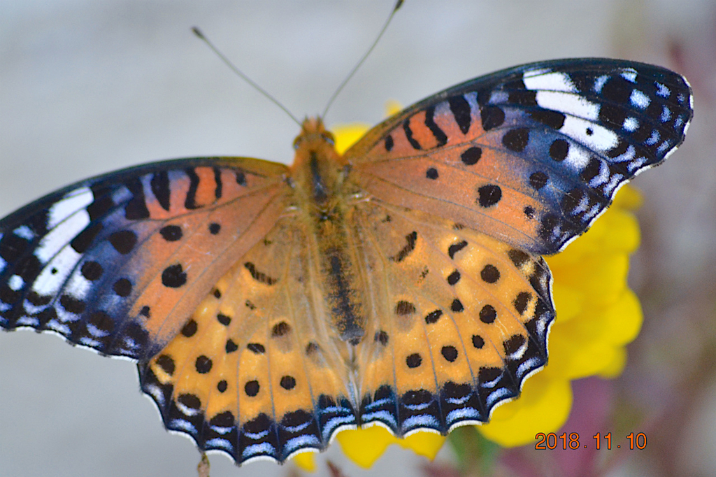 f:id:masatdm1951:20181110190519j:plain