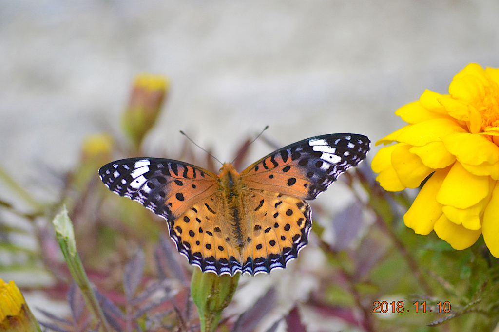 f:id:masatdm1951:20181110190528j:plain