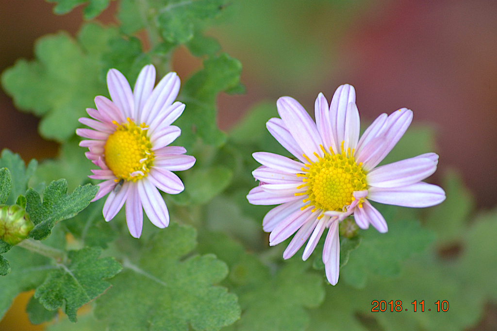 f:id:masatdm1951:20181110190706j:plain