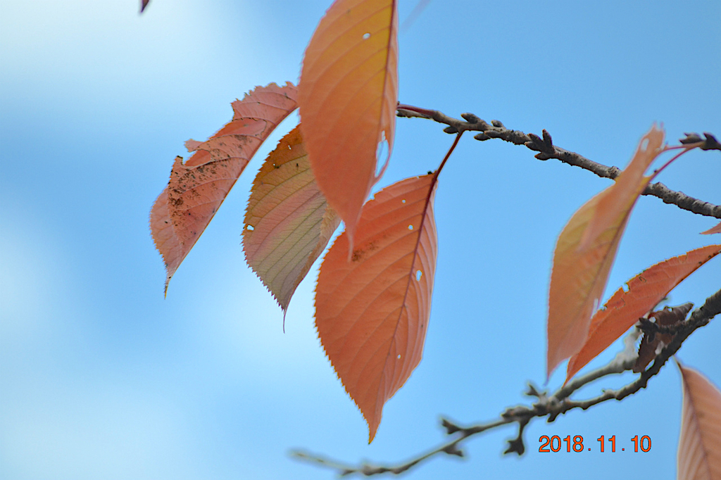 f:id:masatdm1951:20181110190713j:plain