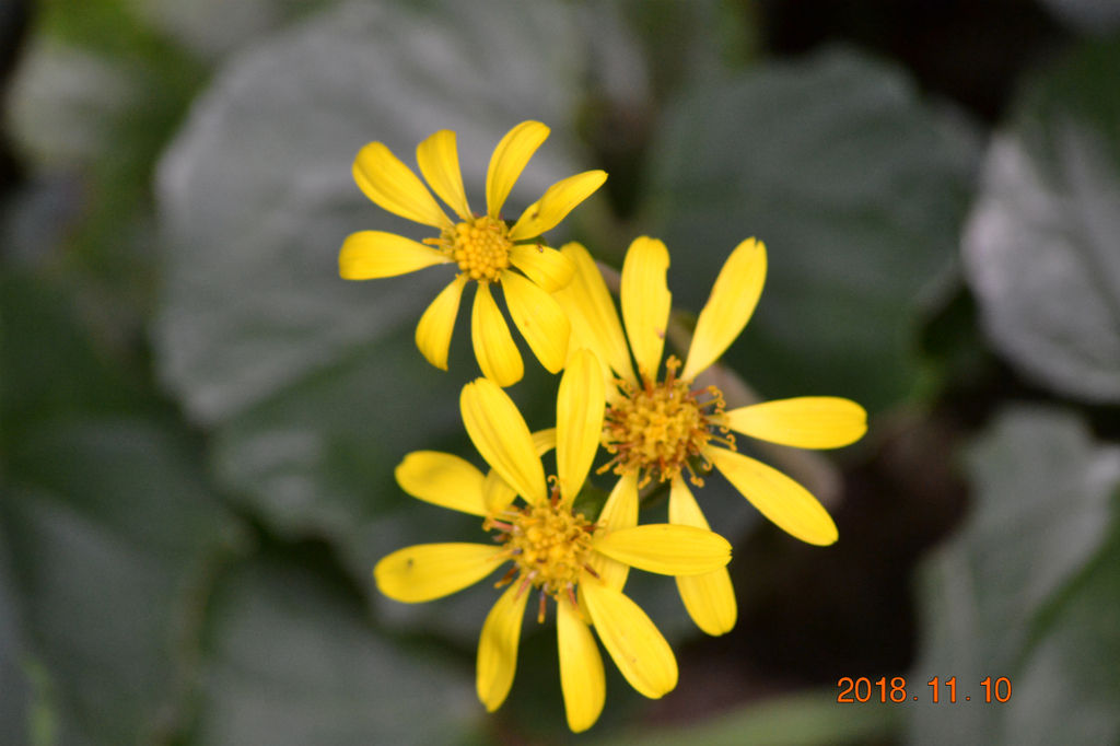 f:id:masatdm1951:20181110190718j:plain