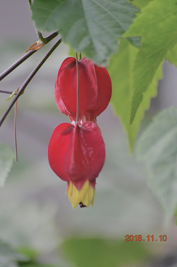 f:id:masatdm1951:20181110190819j:plain