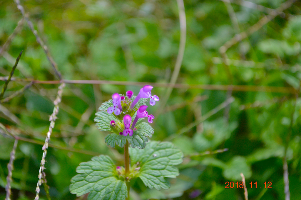 f:id:masatdm1951:20181112161838j:plain