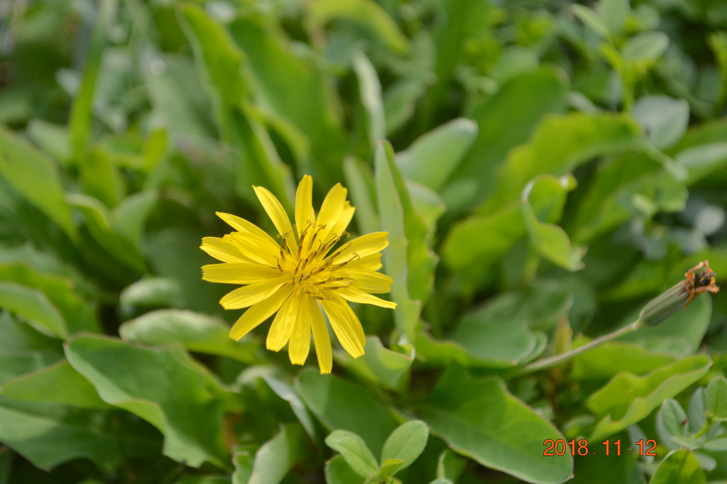 f:id:masatdm1951:20181112161928j:plain