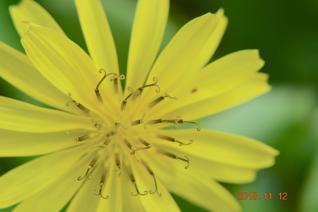 f:id:masatdm1951:20181112162031j:plain