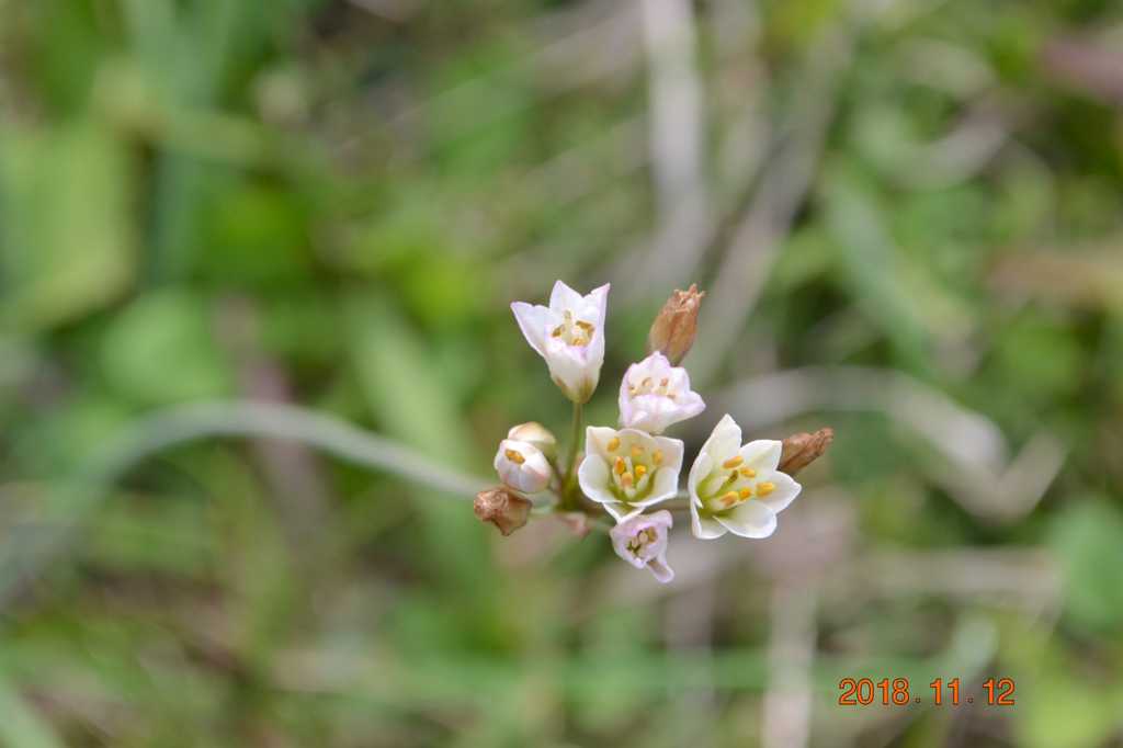 f:id:masatdm1951:20181112162234j:plain