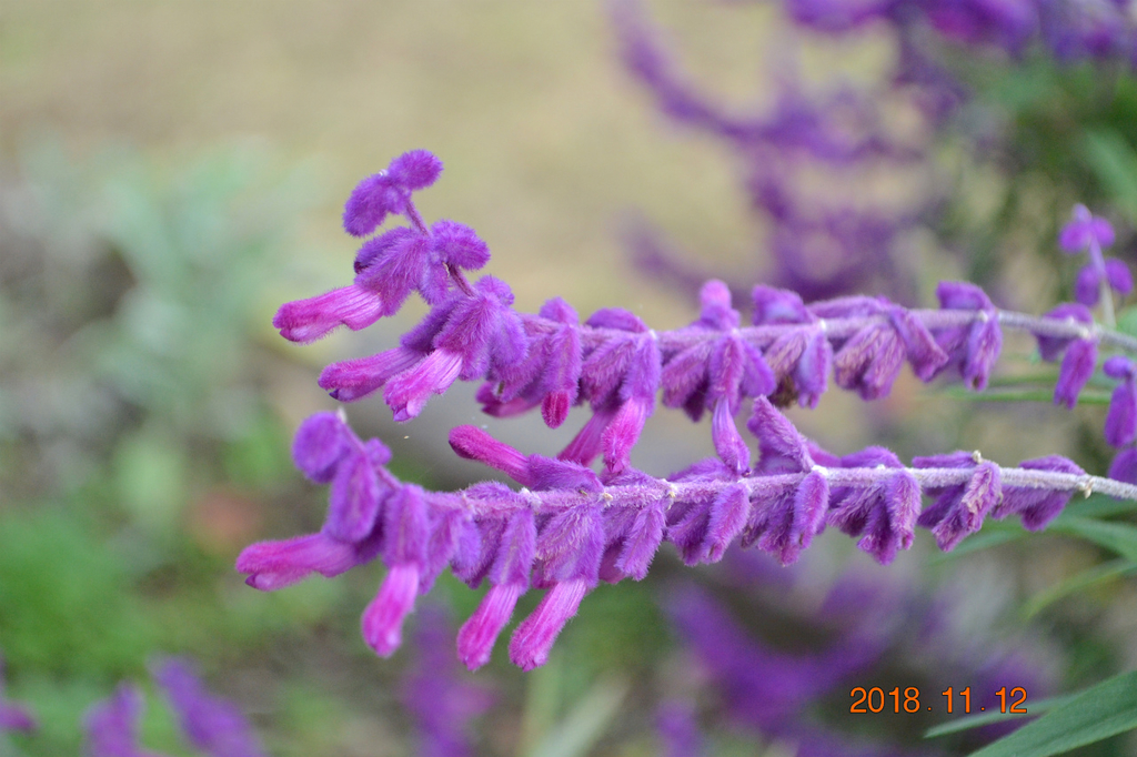 f:id:masatdm1951:20181112162300j:plain