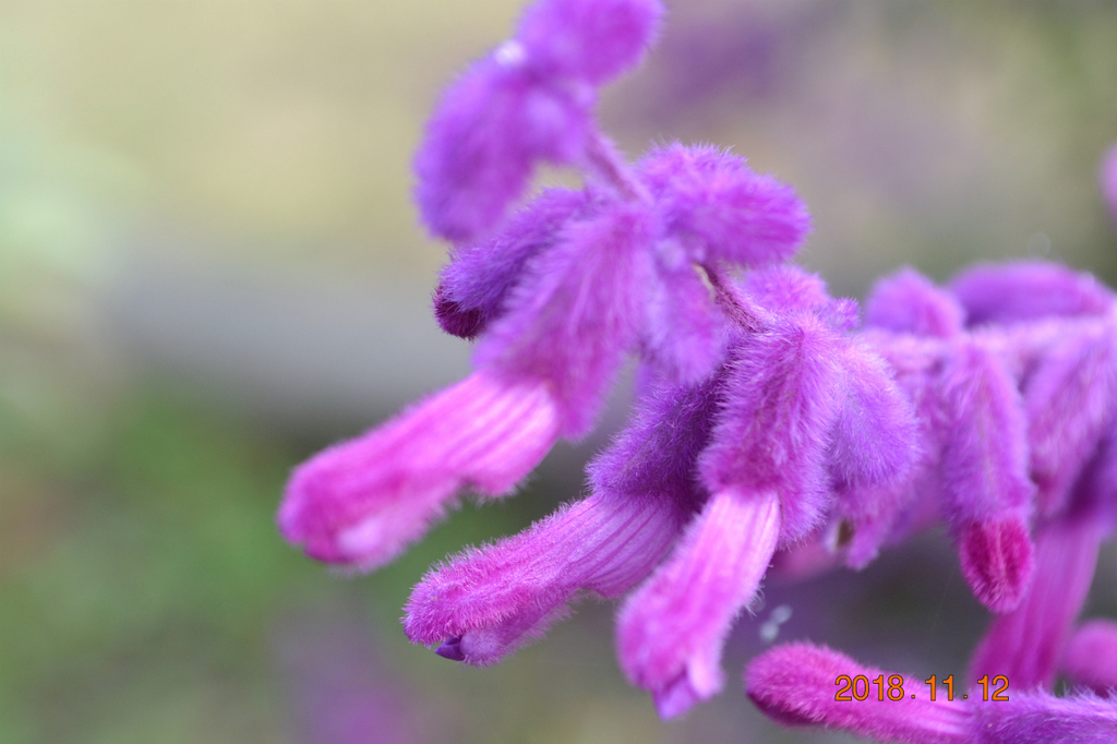 f:id:masatdm1951:20181112162306j:plain