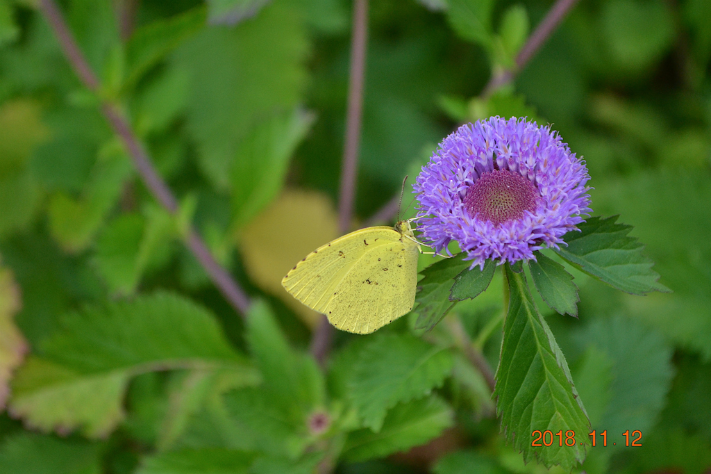 f:id:masatdm1951:20181112162359j:plain