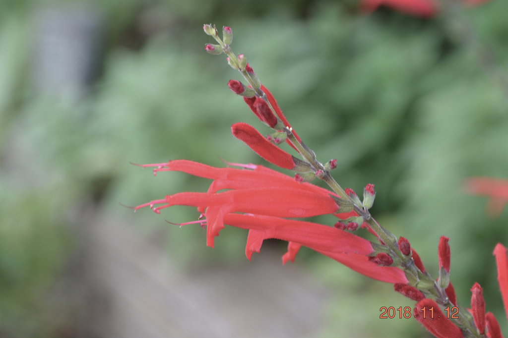 f:id:masatdm1951:20181112162417j:plain