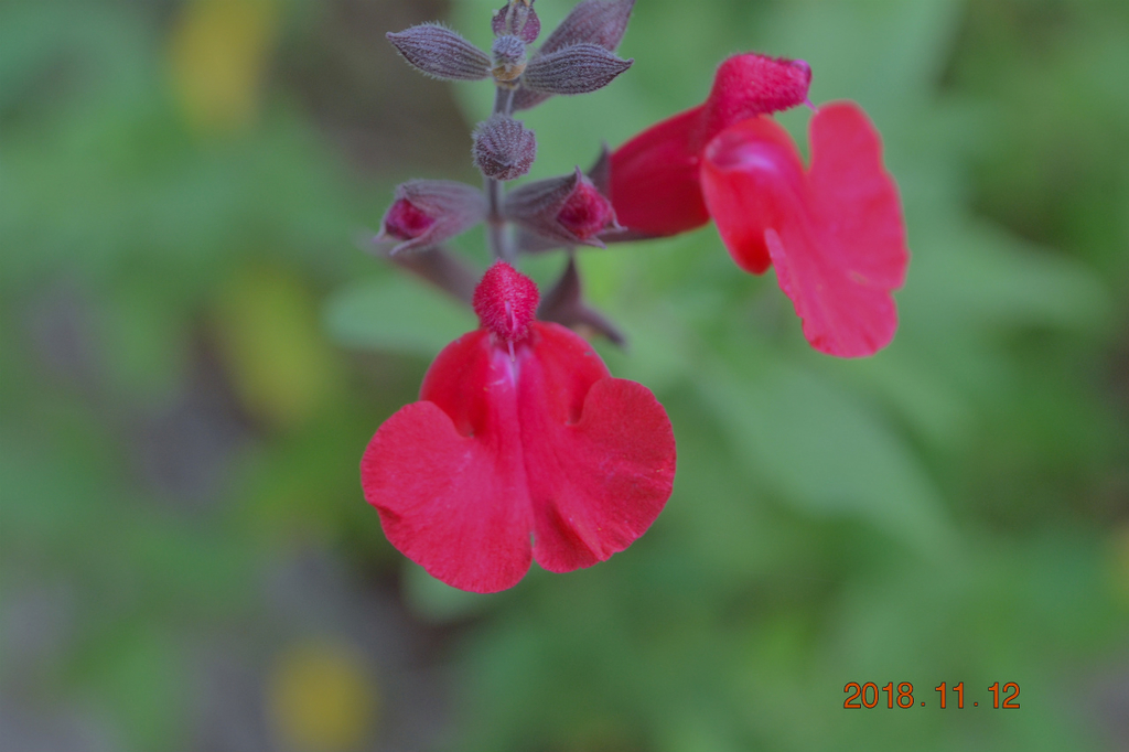 f:id:masatdm1951:20181112162422j:plain