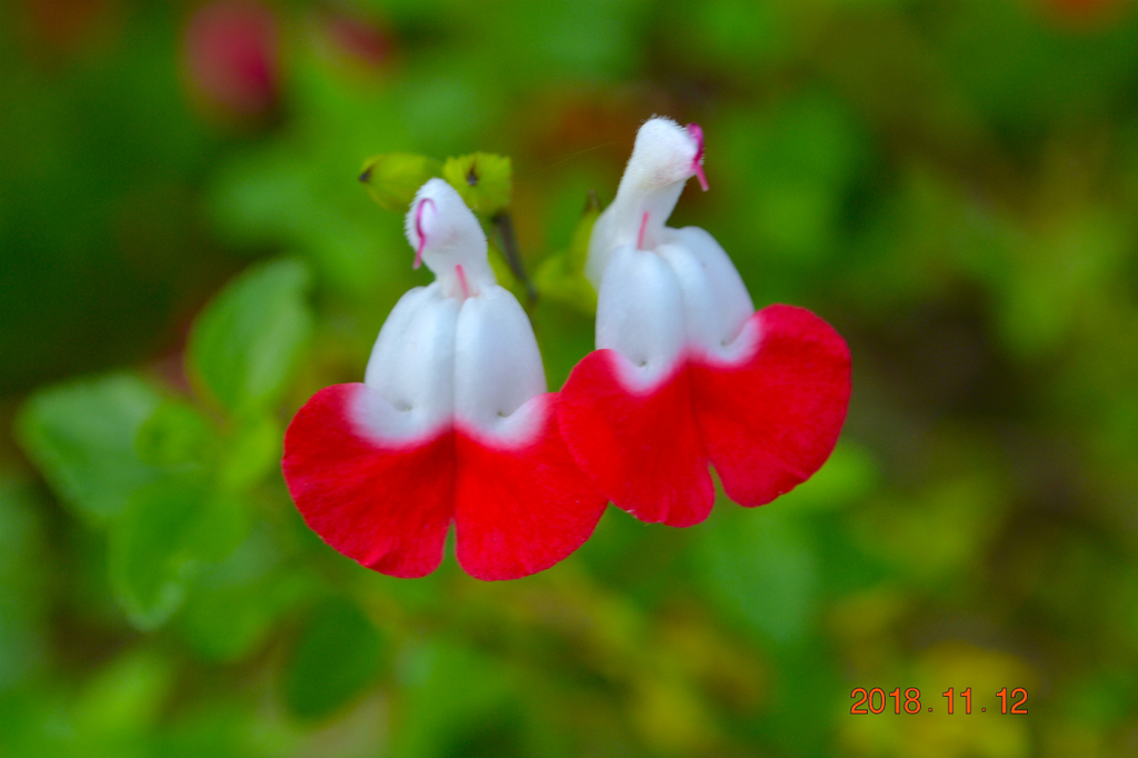 f:id:masatdm1951:20181112162426j:plain